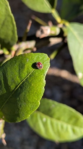Rodolia cardinalis, 2026-10-13