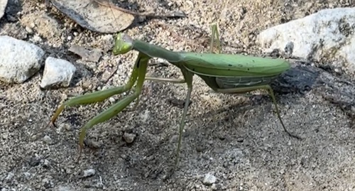 European Mantis