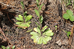 Arabis sagittata borealis
