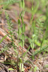 Arabis sagittata borealis