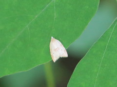 Coelostathma discopunctana