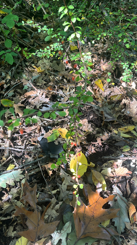 Japanese barberry