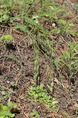 Arabis sagittata borealis