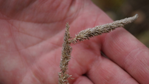 Phleum phleoides observed 2026-10-11