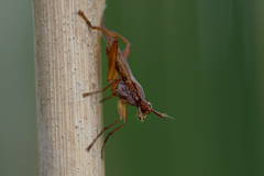 Sepedon spinipes