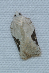 Acleris subnivana