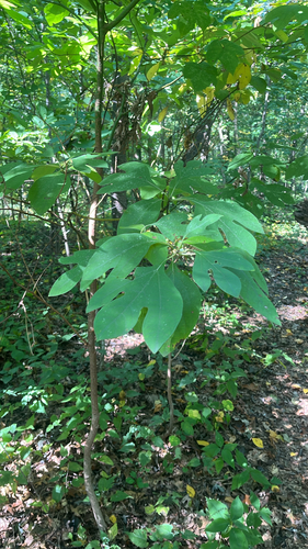 sassafras