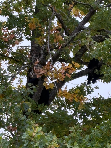Black Bear sighting near Nanaimo