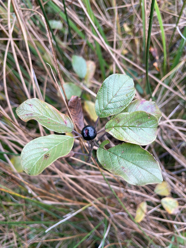 alder buckthorn