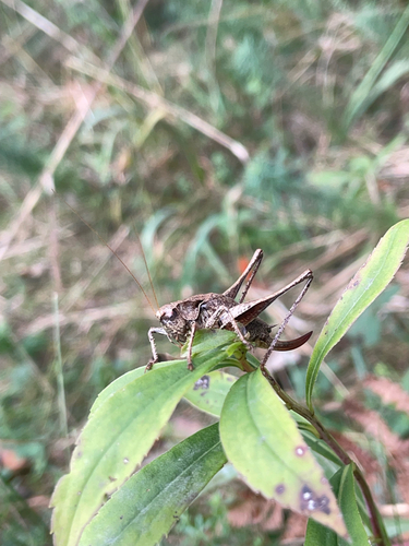 Dark Bush-cricket