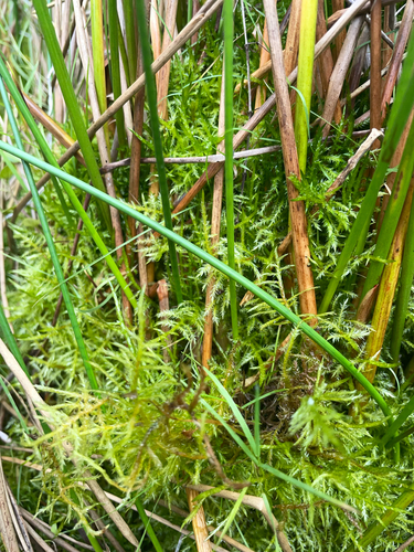 Pointed Spear-moss