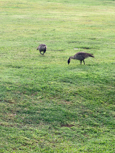 Hawaiian Goose