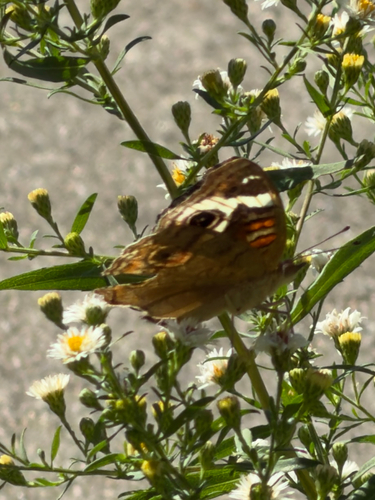 Common Buckeye