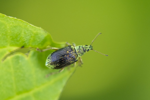 Green Immigrant Leaf Weevil