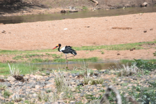 iNaturalist image