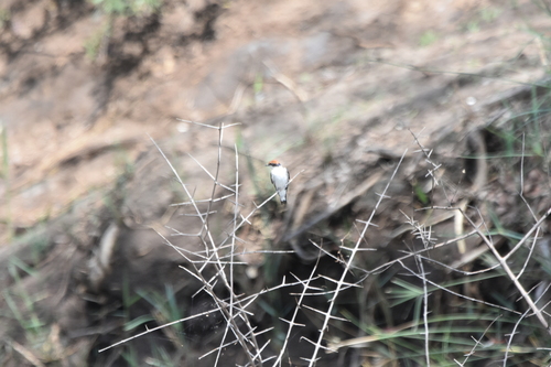 iNaturalist image