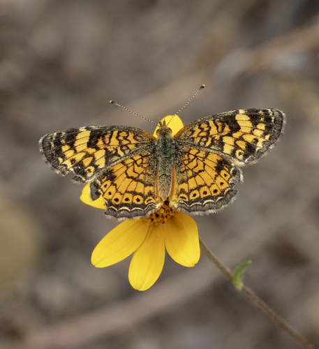 Pearl Crescent