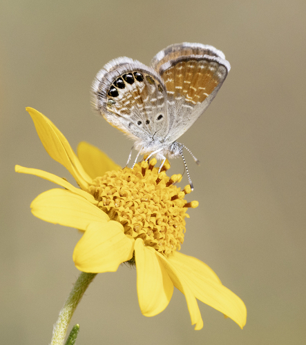 Western Pygmy-Blue