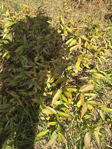 Panicum latifolium observed 2026-10-13