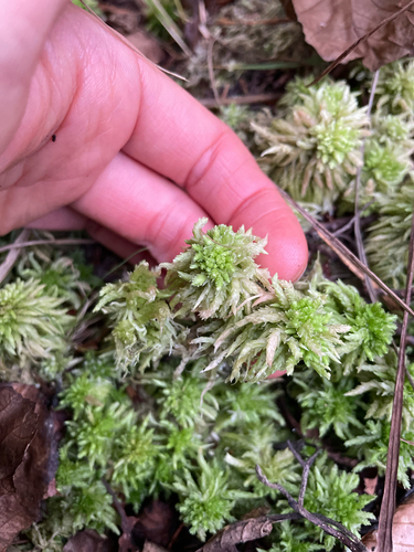 Prairie Peatmoss