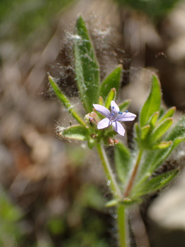 Sticky false gilyflower (Allophyllum glutinosum)