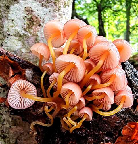 beautiful bonnet