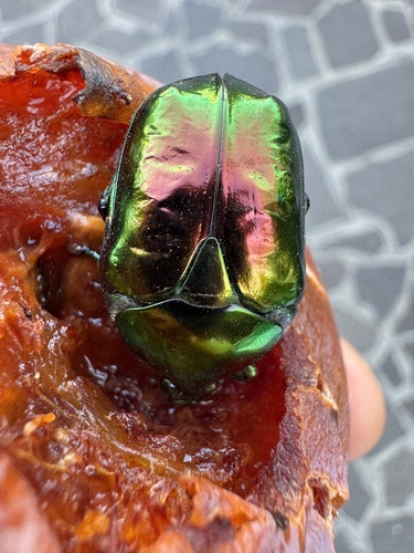 Big Rose-chafer