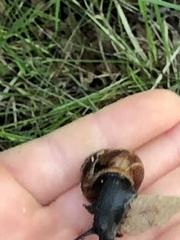 Arianta arbustorum