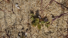 Daucus pumilus