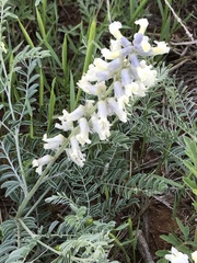 Sophora nuttalliana