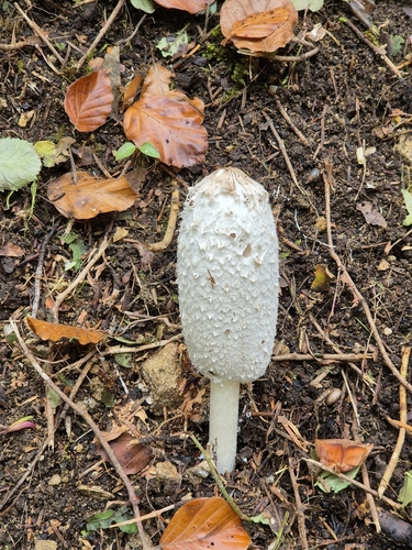 Shaggy Mane