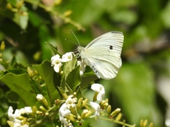 Ganyra