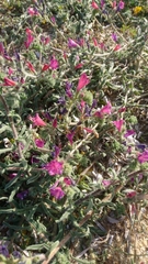 Echium angustifolium