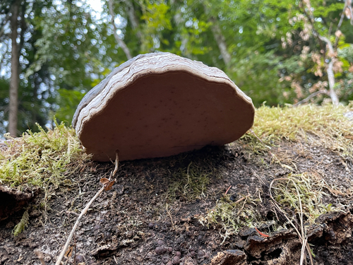 Hoof Fungus