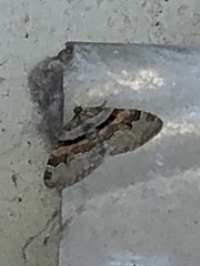 Xanthorhoe labradorensis