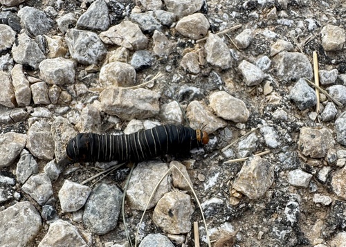 Wilson's Wood-nymph Moth