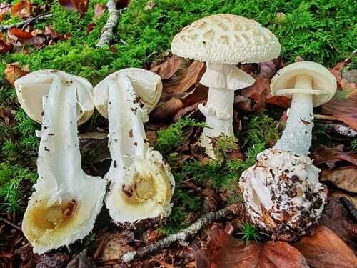 False Death-cap