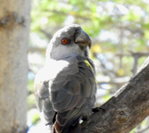 iNaturalist image