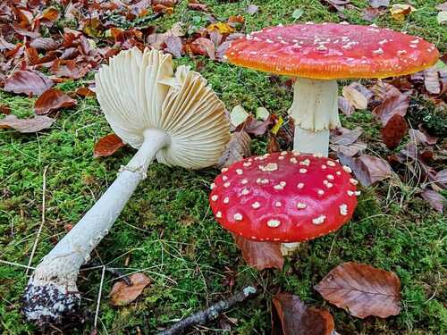Fly Agaric