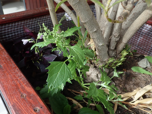 nettle-leaved goosefoot