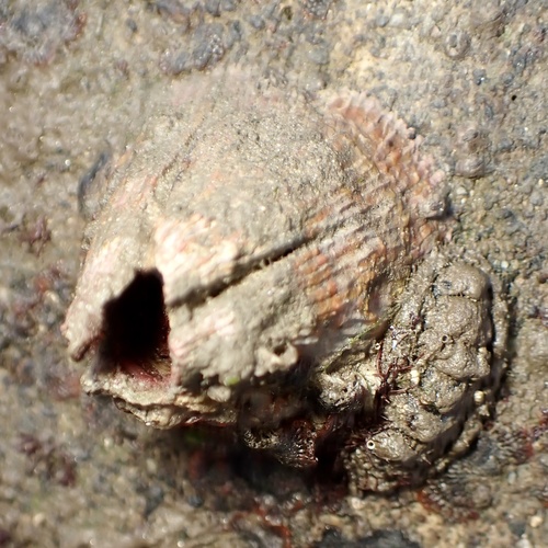 Tetraclita observed 2026-10-12