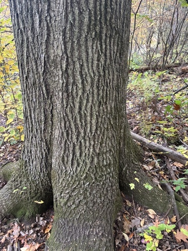 northern red oak