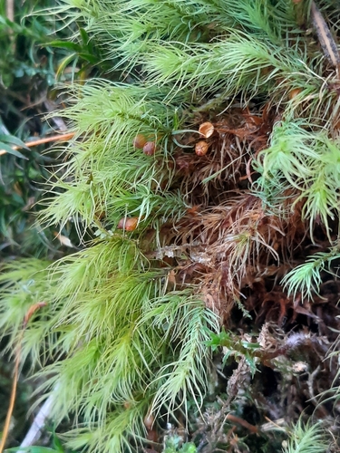 Bartramia halleriana observed 2026-10-10