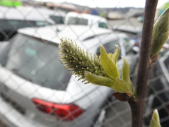 Salix caprea