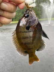 Lepomis macrochirus purpurascens