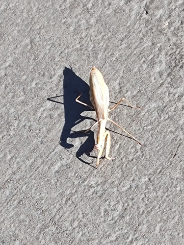 European Mantis