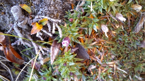 Silene acaulis observed 2026-10-12