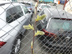 Salix caprea