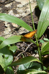 Phalanta eurytis eurytis