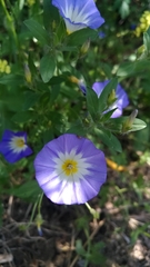 Convolvulus tricolor